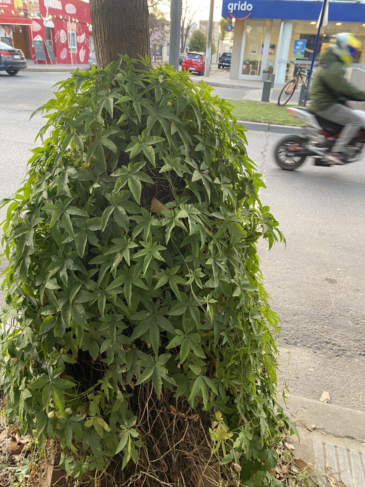 Any guesses what this plant is called? I fell in love with it and I’m thinking about getting one for my balcony.