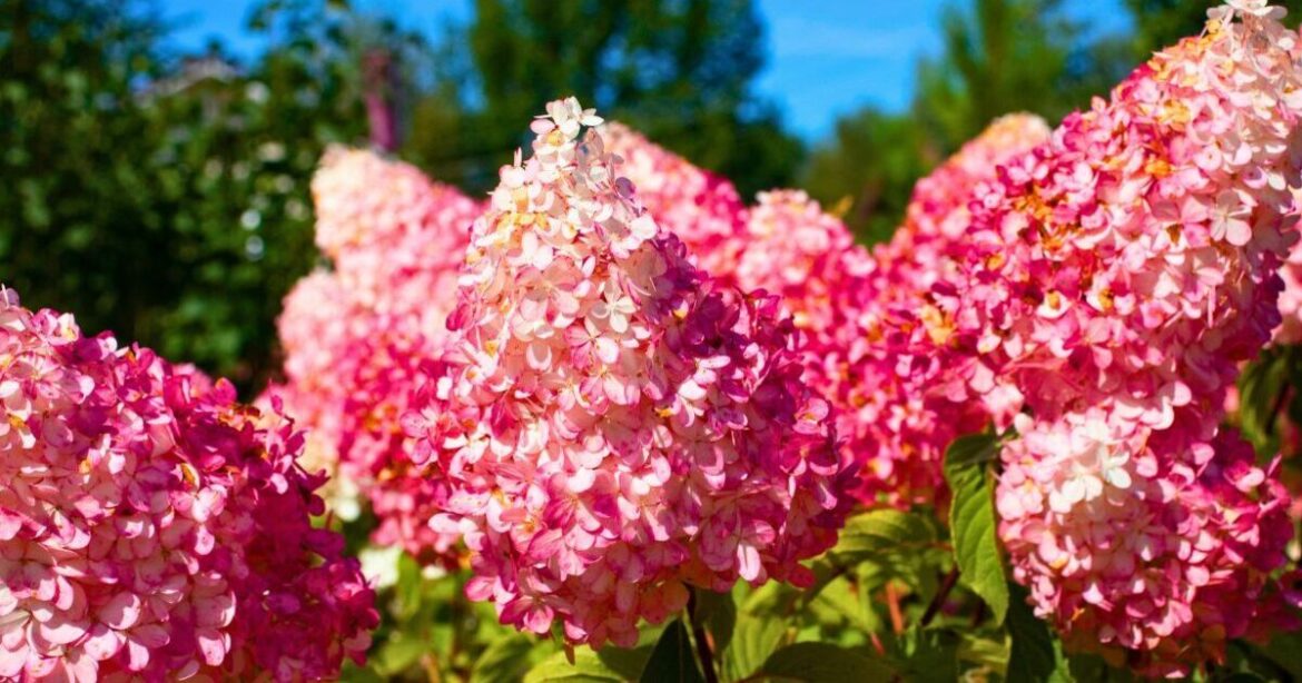 Hydrangeas can bloom brilliantly without fertiliser