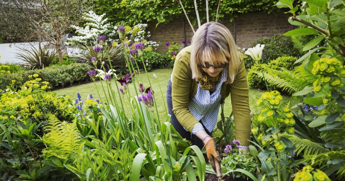 Gardeners urged to plant this 1 vegetable in June Gardeners urged to plant this 1 vegetable in June