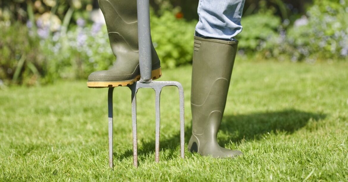 How to grow thicker lawn and remove weeds for good