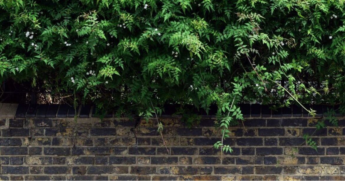 Lawyer explains what happens if neighbour’s hedge overhangs Lawyer explains what happens if neighbour’s hedge overhangs
