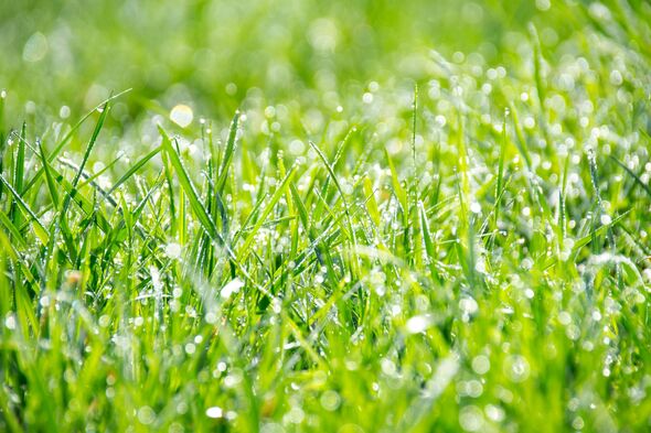 wet grass