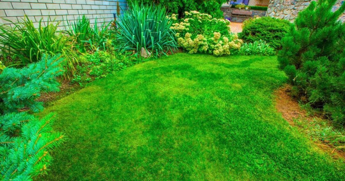 Lawns stay green and mould-free on hot days if you follow the 9am rule Lawns stay green and mould-free on hot days if you follow the 9am rule