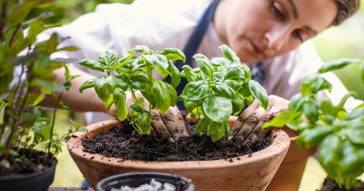 How to grow bigger and bushier herbs in summer