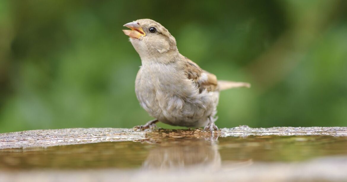 Gardeners urged to move bird baths to 1 spot on Wednesday and Thursday Gardeners urged to move bird baths to 1 spot on Wednesday and Thursday