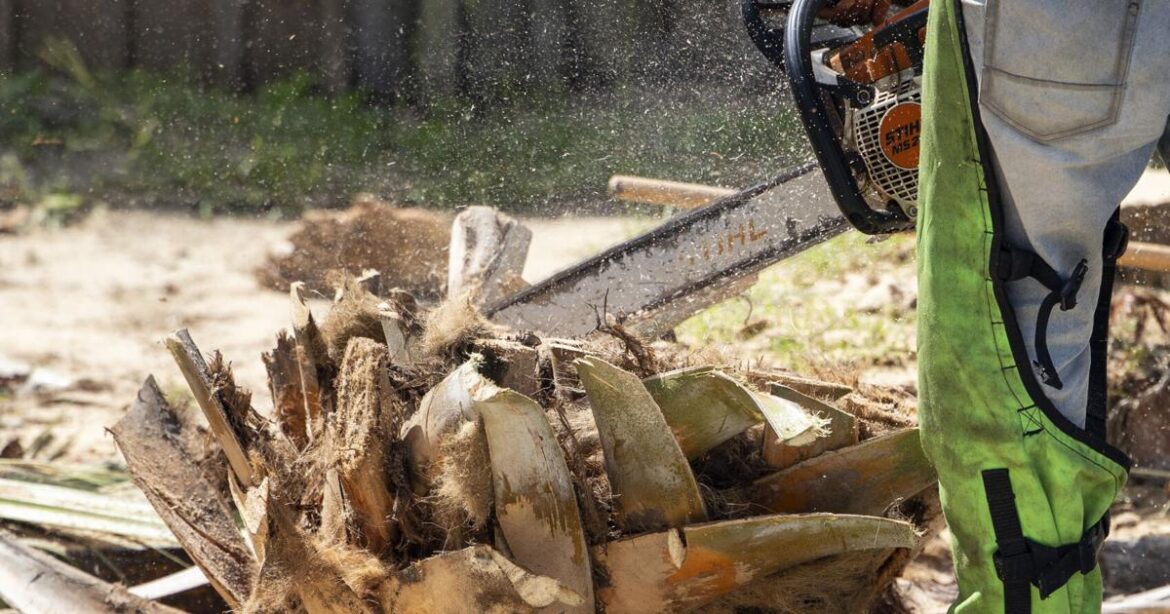 Here’s when Charleston, Dominion Energy will cut down trees Here’s when Charleston, Dominion Energy will cut down trees
