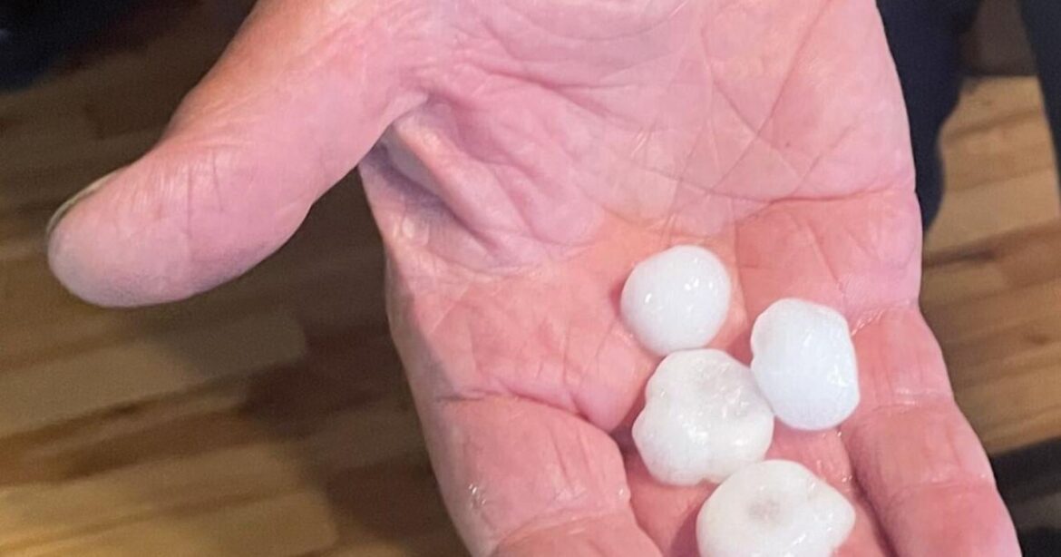 Garden Clippings: Hail in the garden — preparing for storms | Local News Garden Clippings: Hail in the garden — preparing for storms | Local News