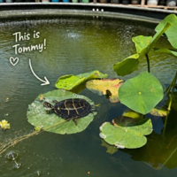 Tommy the Turtle missing from Bella Terra garden center | News Tommy the Turtle missing from Bella Terra garden center | News