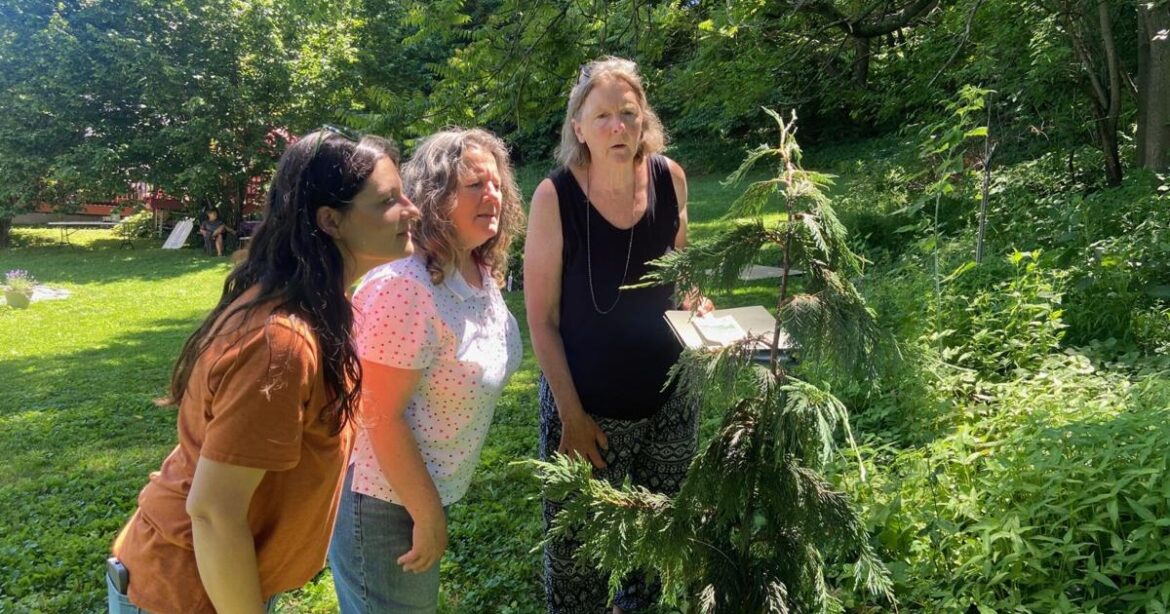 Mifflinburg environmental group encouraging pollinator gardens, other initiatives | News