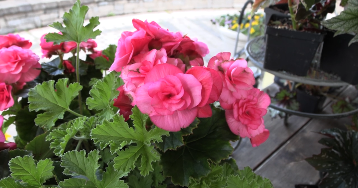 Gardeners learn why begonias remain a longtime favorite at Brown Bag program | Allen County Gardeners learn why begonias remain a longtime favorite at Brown Bag program | Allen County