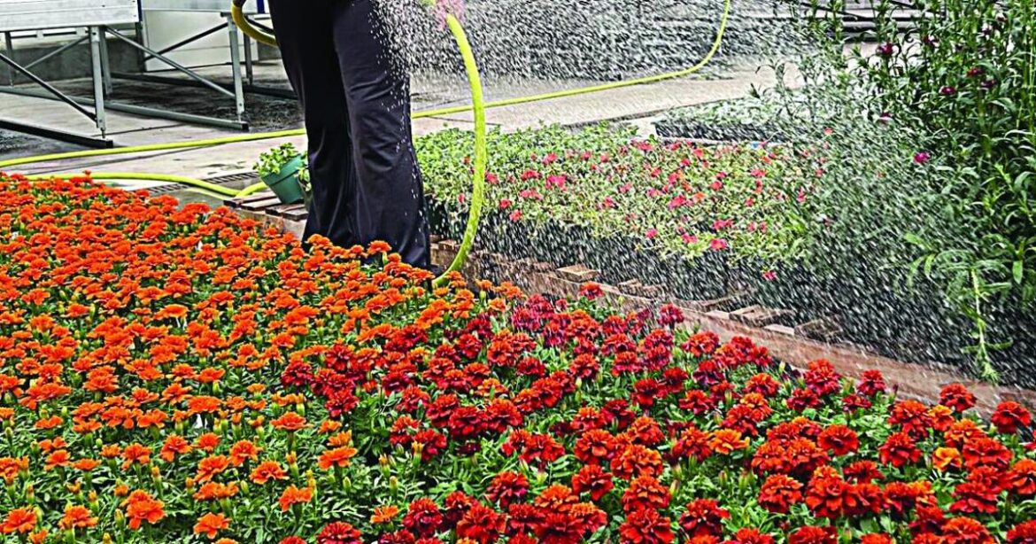 Gardens set to flourish with colour | Local News Gardens set to flourish with colour | Local News