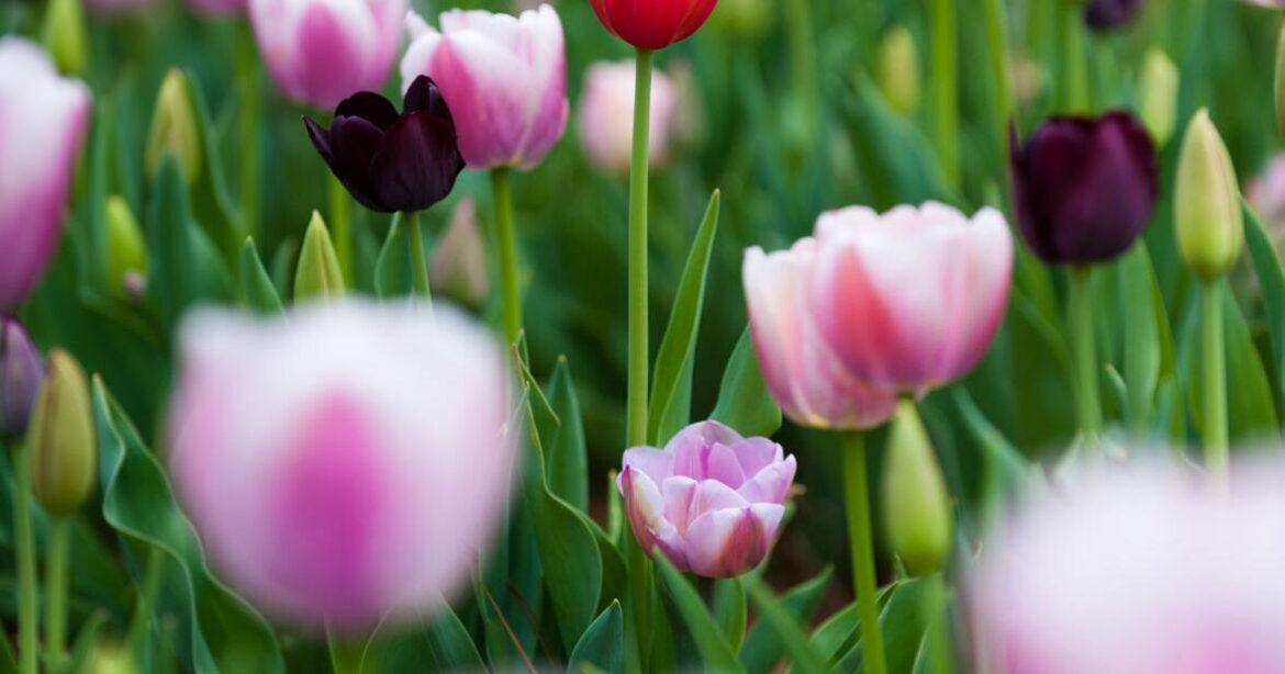 Tips on how to combine your gardening with photography | Lifestyles Tips on how to combine your gardening with photography | Lifestyles
