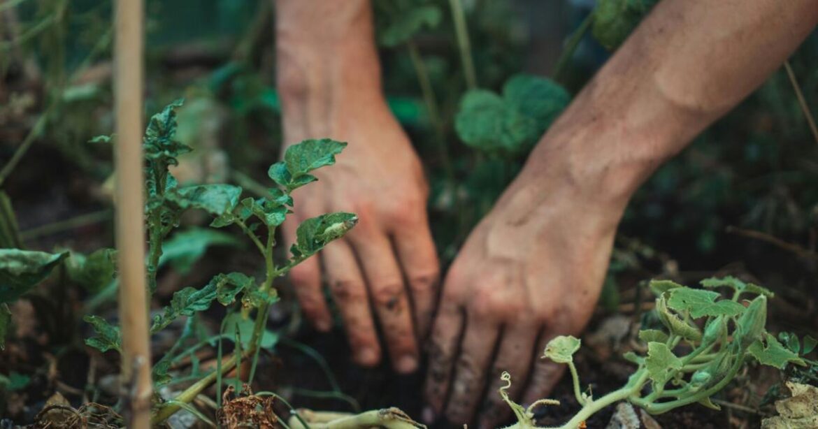 Applications Open for WSU Master Gardener Program | Home + Garden Applications Open for WSU Master Gardener Program | Home + Garden