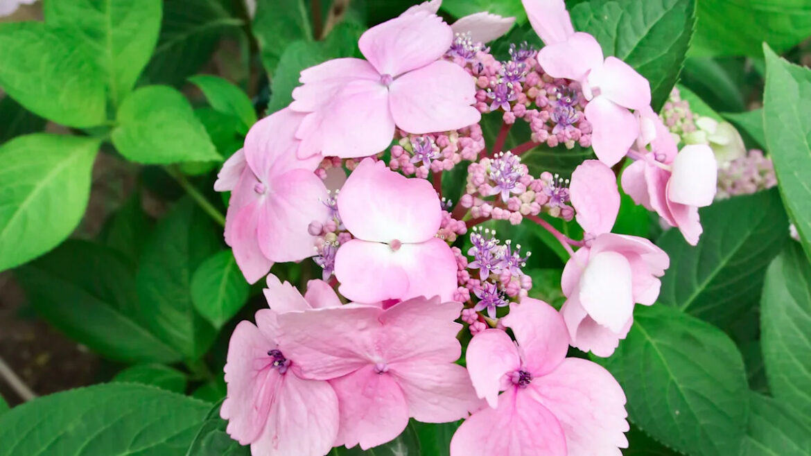 Hydrangeas are overrated, dyed mulch is 'dumb,' and your garden needs more patience, says gardener