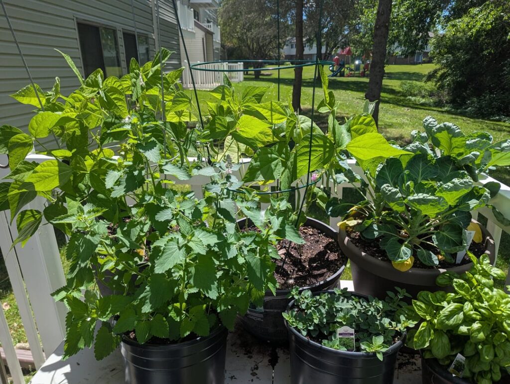 Patio garden update just 26 days later Patio garden update just 26 days later