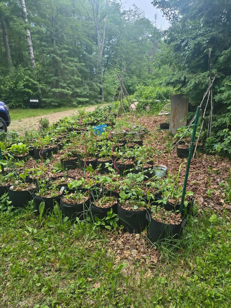 Fourth year, everything underneath my grow bags is rock so just trying to build up the soil and once the grow bags give out hopefully will be able to do in ground gardening.