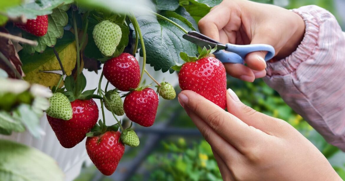 ‘Never buy a strawberry plant again’ with gardener’s method 'Never buy a strawberry plant again' with gardener's method