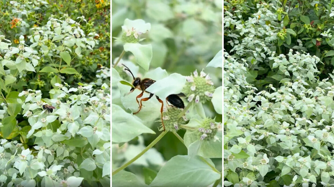 Mountain mint has gardeners raving as pollinators swarm its silvery blooms