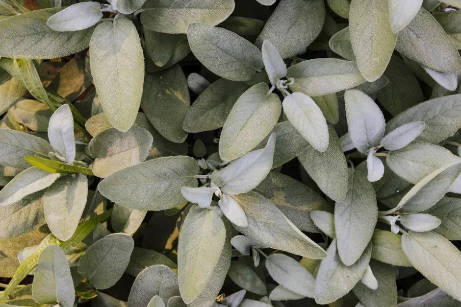6. Salvia (Cleveland Sage) - The Pollinator Magnet (Image Credits: Pexels)