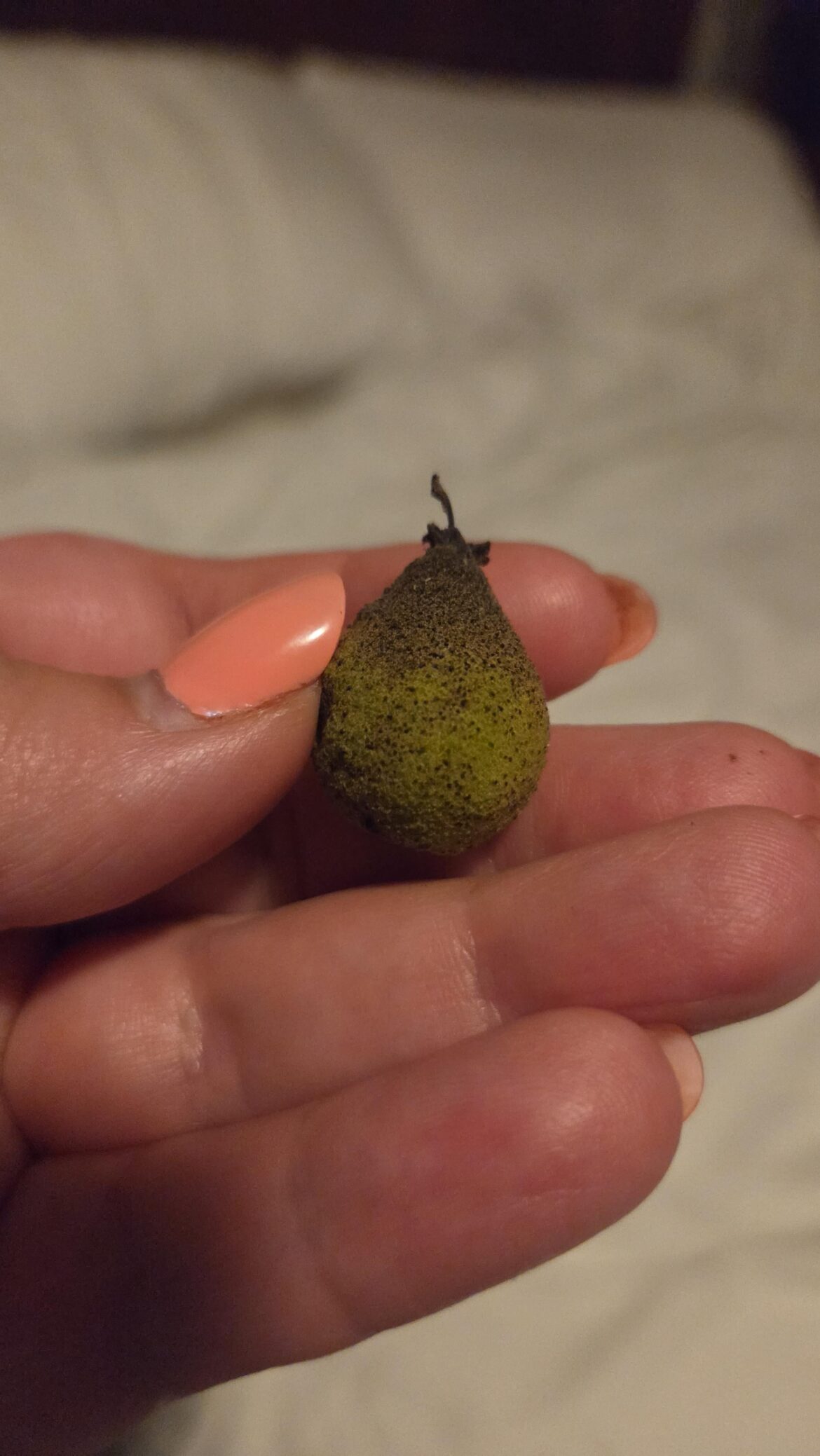 What is this little nut/pod/seed?