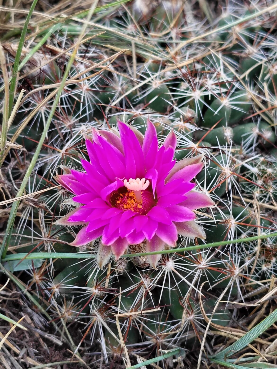 [OC] Escobaria vivipara - Spinystar