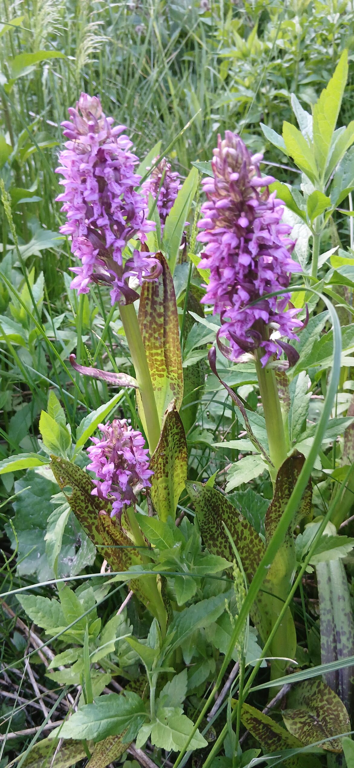 is this an orchid