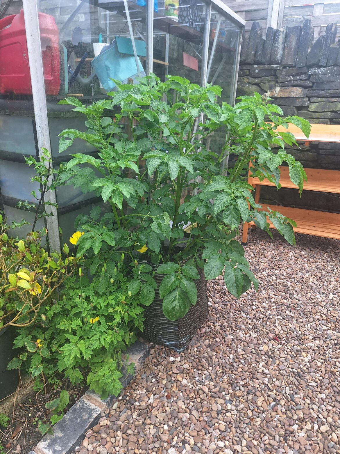 Potatoes growing insane this year.