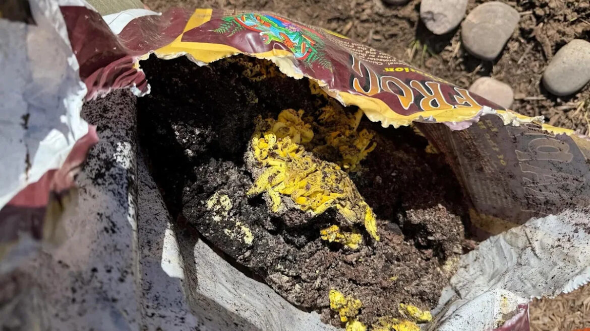 Gardener opens bag of potting soil to find bizarre yellow surprise growers say is actually a very good sign Gardener opens bag of potting soil to find bizarre yellow surprise growers say is actually a very good sign