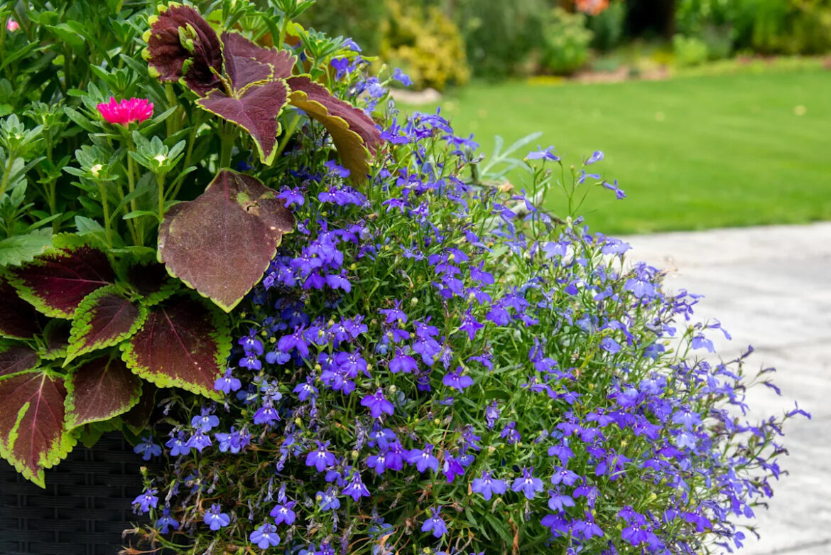 I Was Tired of Being Eaten Alive by Mosquitoes in the Backyard—Here’s What Finally Worked I Was Tired of Being Eaten Alive by Mosquitoes in the Backyard—Here's What Finally Worked