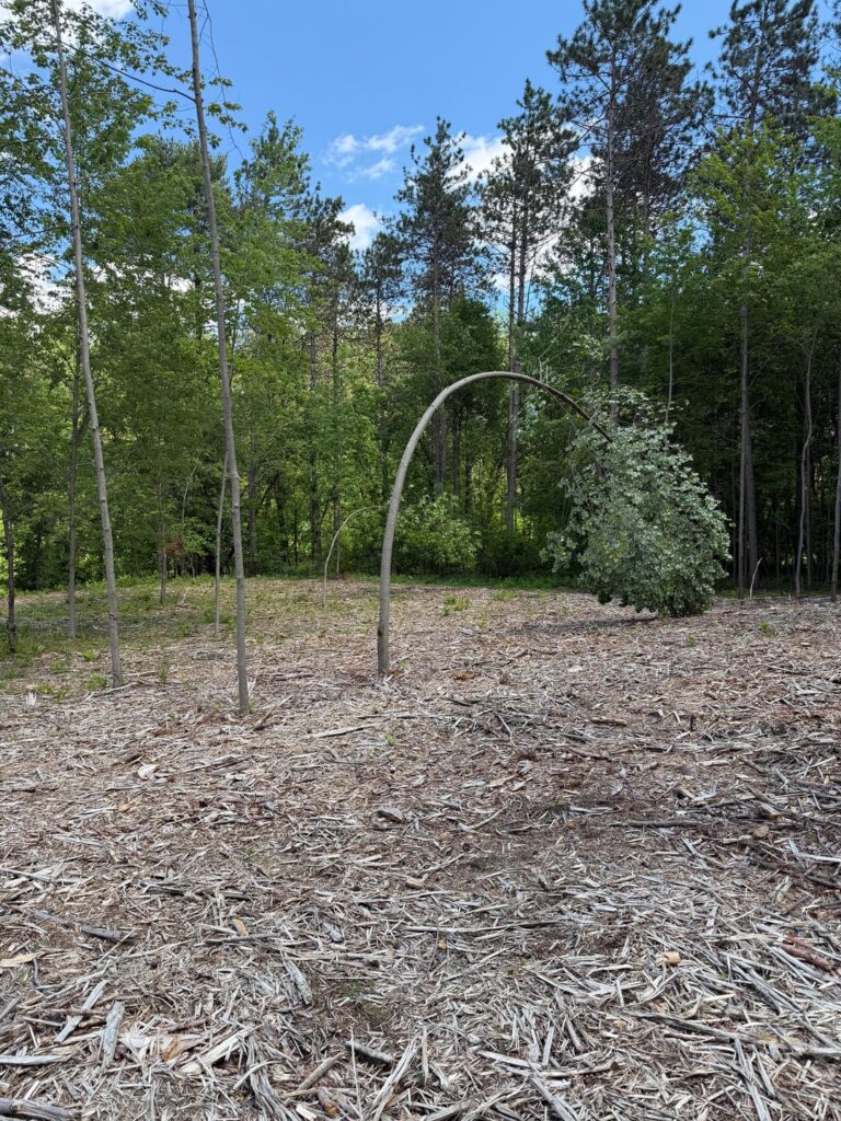 Multiple maple trees bending in storms- are these all doomed? Multiple maple trees bending in storms- are these all doomed?