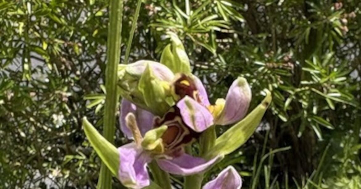 This beautiful orchid is growing in our suburban front lawn – The Irish Times