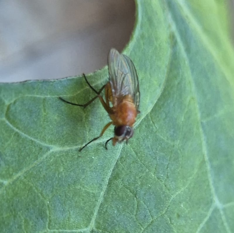 'This seems to be a female Garden March fly  - Bibio hortulanus'. Photograph: Fiadh Jackson Minnock, Greystones