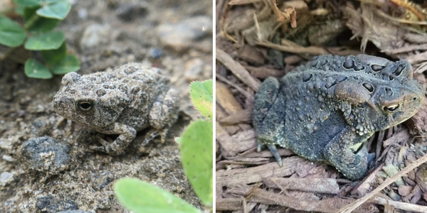 Attracting American and Fowler’s toads to your pesticide-free yard. Cultivating with Kerri: Toad-ally helpful garden guests–how to attract toads