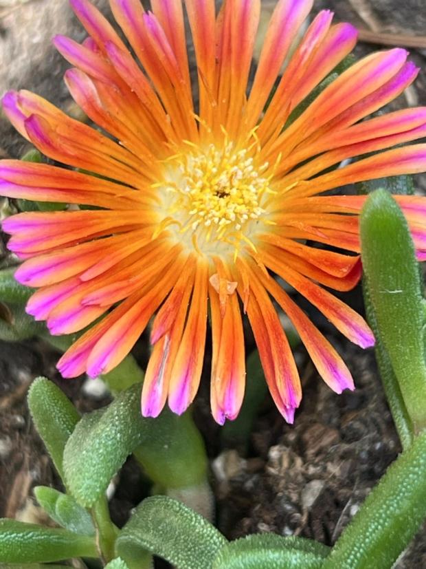 An ice plant (Delosperma) flower appears on Long Island, New York, on June 5, 2023. (Jessica Damiano via AP)