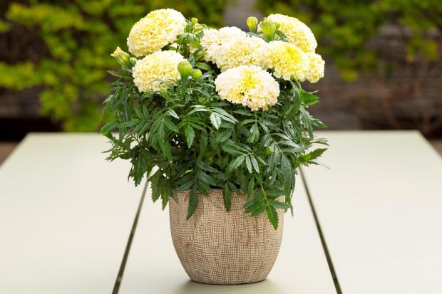This image provided by Ball Horticultural Company shows a heat-tolerant creamy-white Lana Lace African marigold plant, which will be available at retail garden centers in Spring, 2027. (Ball Horticultural Company via AP)