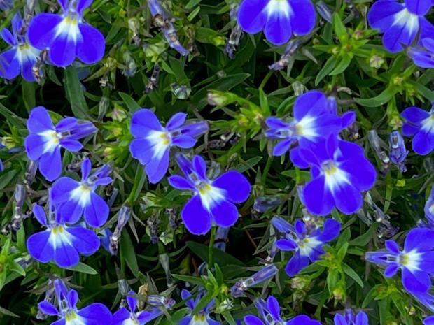 Laguna® Royale Blue Pearl Lobelia