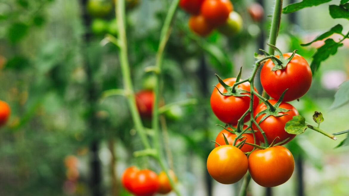 How to Grow Tomatoes: Our Guide to Help Your Vegetable Garden Thrive This Summer How to Grow Tomatoes: Our Guide to Help Your Vegetable Garden Thrive This Summer