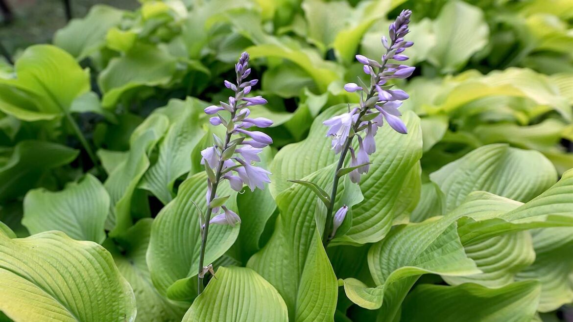 7 Best Container Plants for North-Facing Gardens hosta leaves and flowers