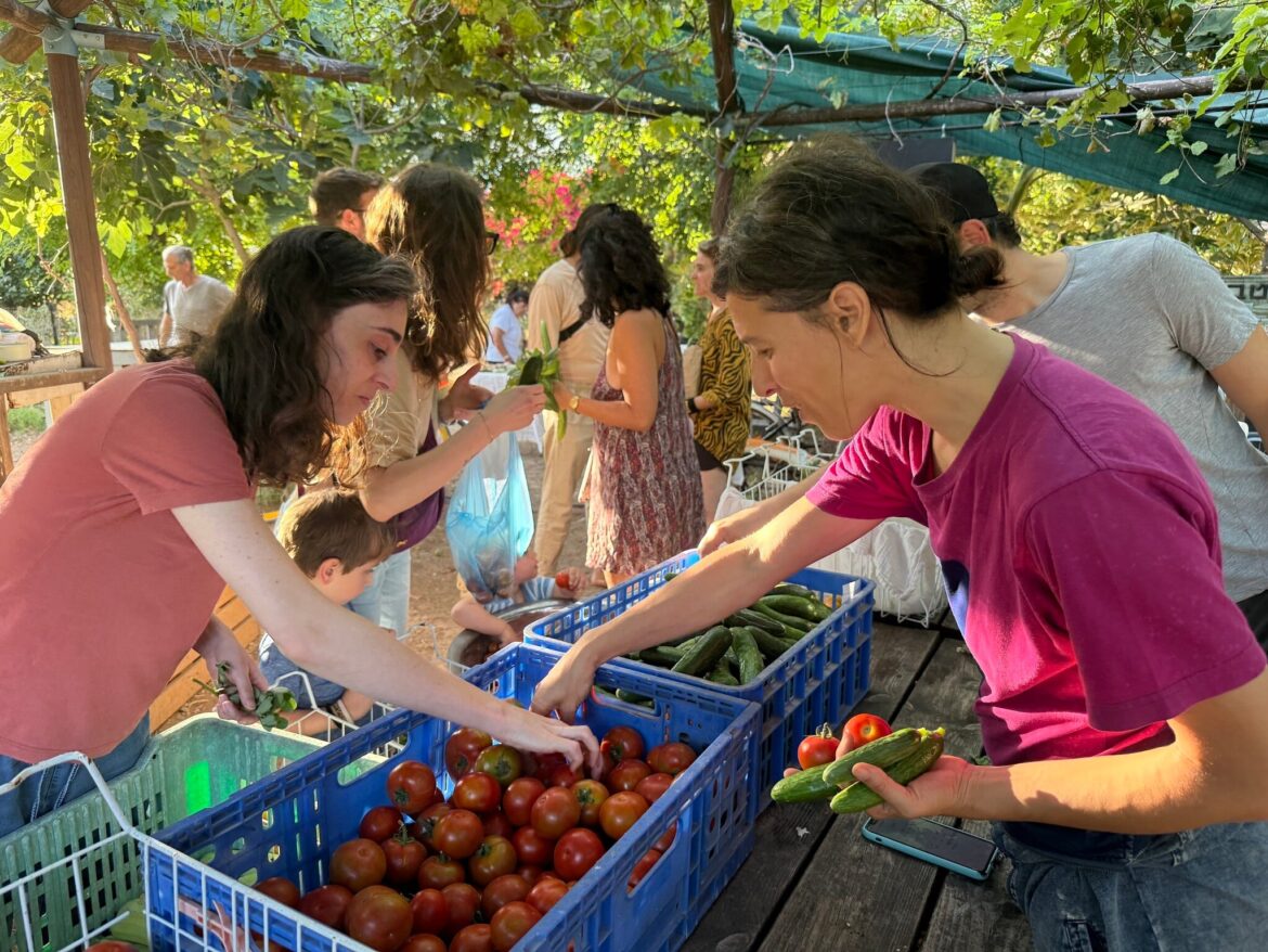 Browsing vegetables for sale at Lira Shapira's Tel Hubbes garden in south Tel Aviv, May 28, 2026. (Sue Surkes/Times of Israel)