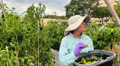 community garden