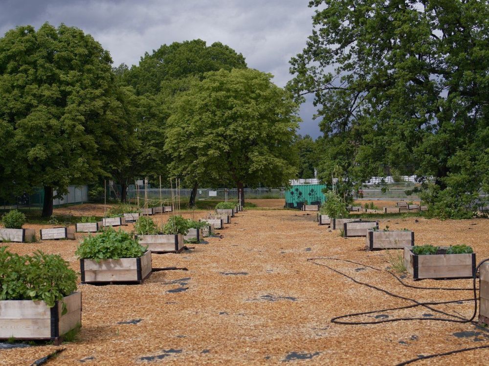 A Billionaire Developer Gets a Tax Break for Vancouver Gardens A photo shows small, raised gardens in a patchy area covered in wood chips.