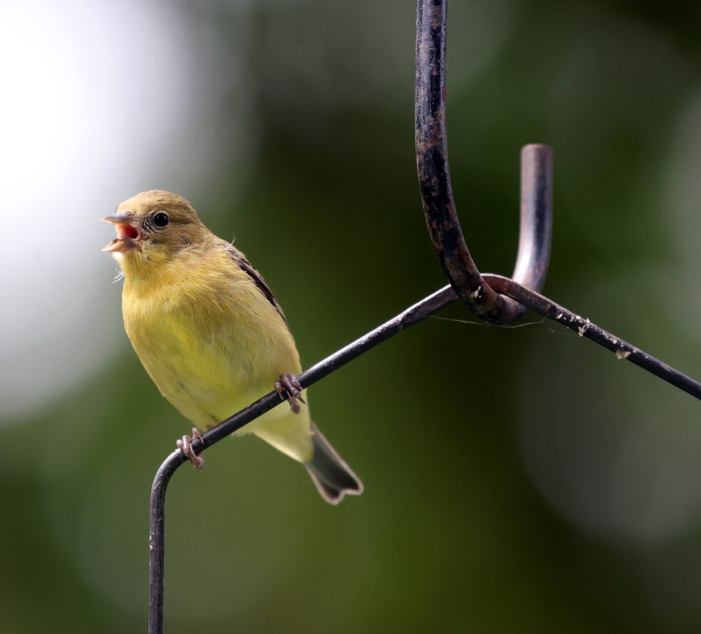 Lafayette ‘chaos gardener’ looking to lure goldfinches Lafayette ‘chaos gardener’ looking to lure goldfinches