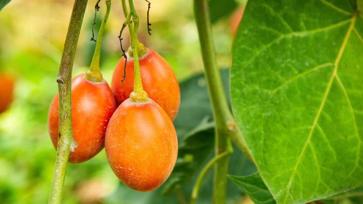 Dwarf or standard fruit trees: Which is right for your garden? – Kem Ormond Dwarf or standard fruit trees: Which is right for your garden? - Kem Ormond