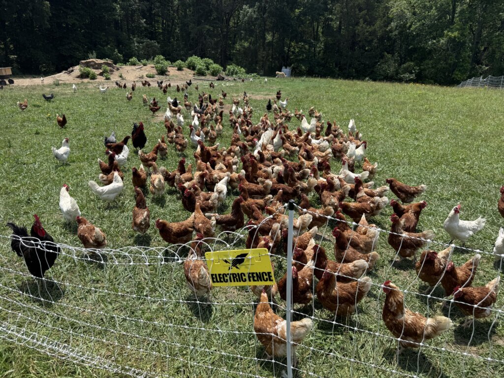 chickens flock