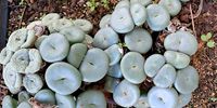 Don-Kirstenbosch 2