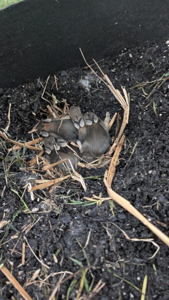 Rabbit had 5 baby bunnies in my fabric basket - All For Gardening
