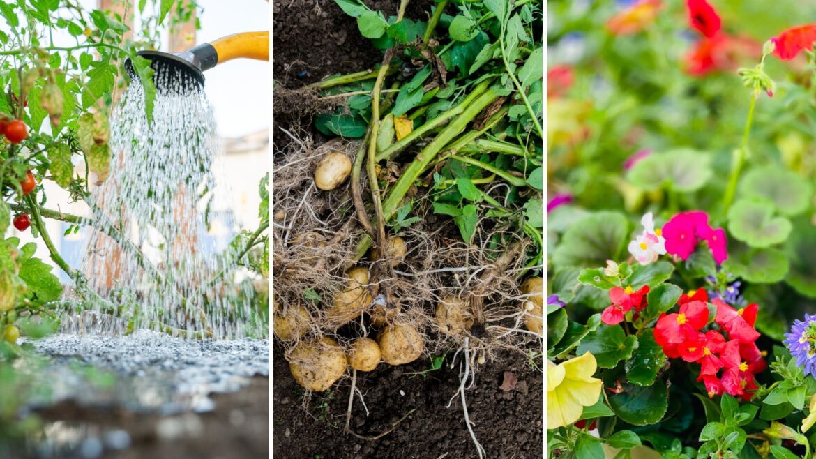 composite of watering garden plants, harvested potato plants, bedding plants