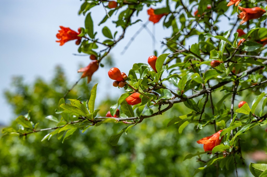 June in the Garden: Water wisely as prime vegetable growing ramps up – San Diego Union-Tribune June in the Garden: Water wisely as prime vegetable growing ramps up – San Diego Union-Tribune