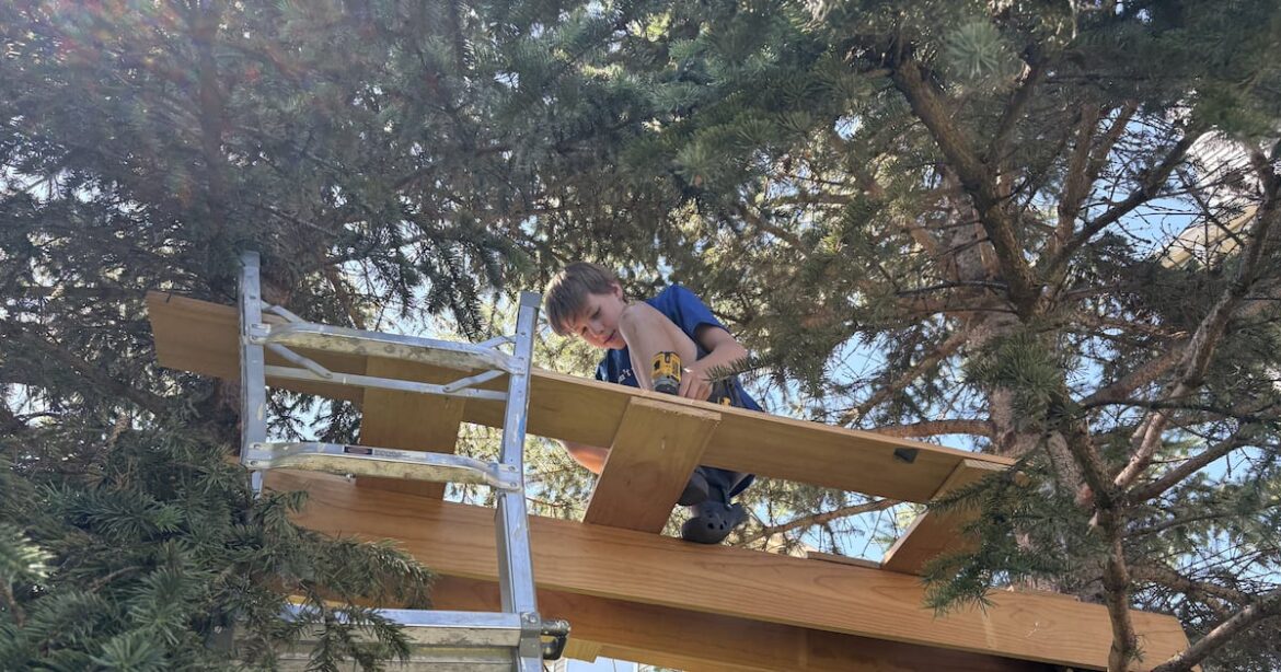 Treehouse in Lake in the Hills prompts question: Is it allowed in the village? – Shaw Local Treehouse in Lake in the Hills prompts question: Is it allowed in the village? – Shaw Local