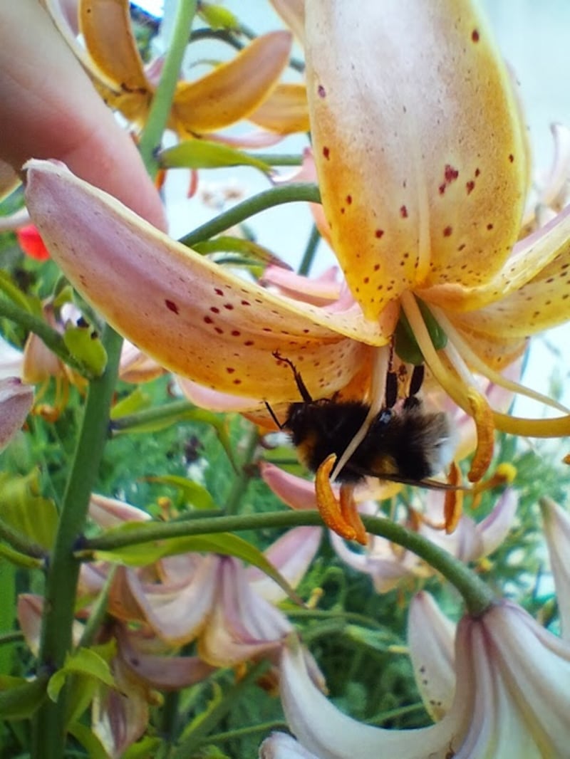 'This is a worker bumble bee. Nests are in full swing now and the warm weather at the end of May was great for them.' Photograph: Terence Prendiville, Dundrum
